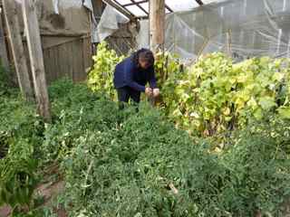 Greenhouse: Harvesting Cucumbers