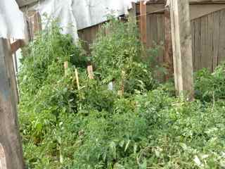 Greenhouse: Tomatoes